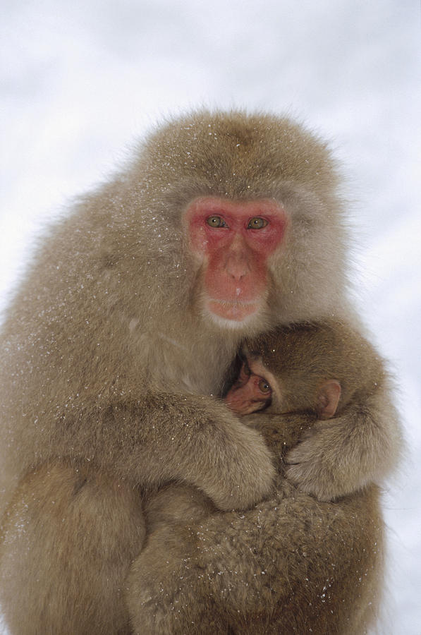 Japanese Macaque And Baby Japanese Alps Photograph by Konrad Wothe