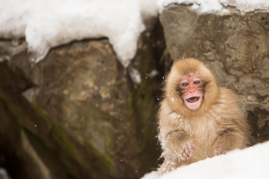 Japanese Macaque Baby at Yamanouci Japan Photograph by Natural Focal Point Photography