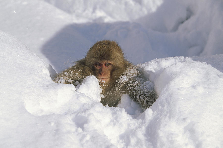 Japanese Macaque Baby Playing Japanese Photograph by Konrad Wothe