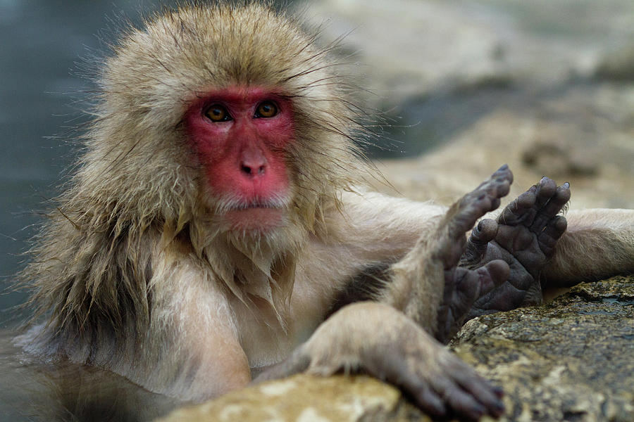 Japanese Macaque Bathing Photograph by Oscar Tarneberg