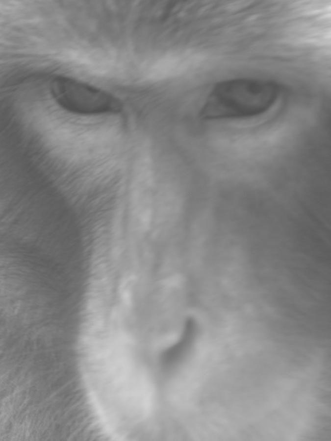 Japanese Macaque BW Photograph by Jeffrey Peterson