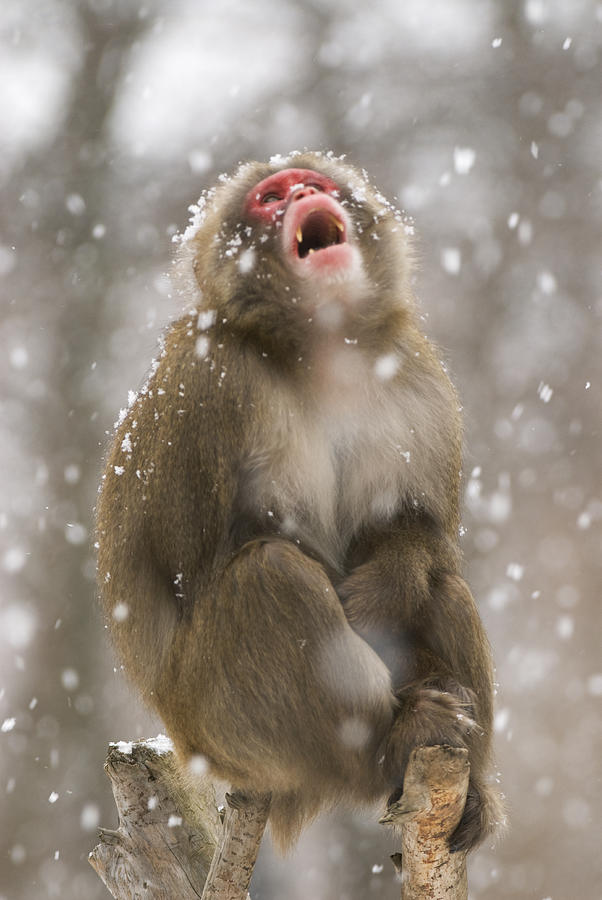 Japanese Macaque Calling Snowfall Japan Photograph by Steve Gettle