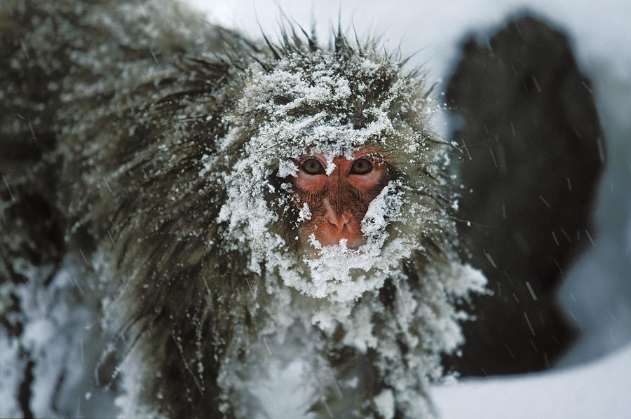 Japanese Macaque Covered In Snow Japan Photograph by Konrad Wothe