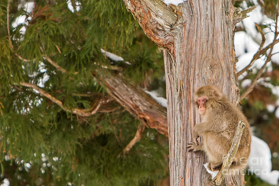 Japanese Macaque Getting Good View Photograph by Natural Focal Point Photography