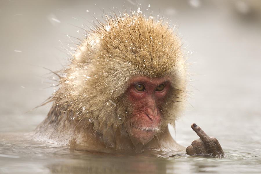 Japanese macaque giving the finger Photograph by Richard McManus