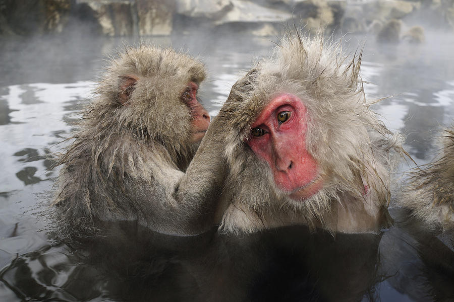 Japanese Macaque Grooming In Hot Spring Photograph by Hiroya Minakuchi