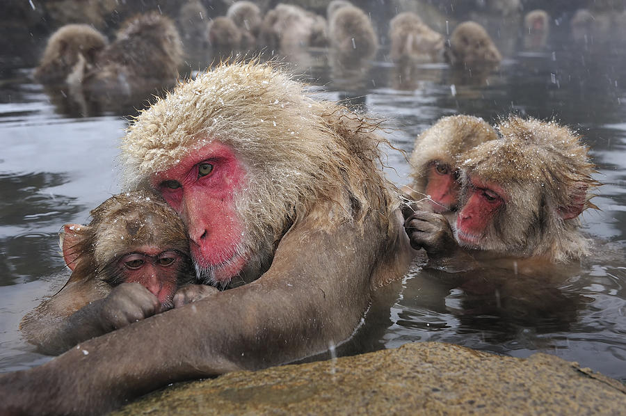 Japanese Macaque Grooming Mother Photograph by Thomas Marent