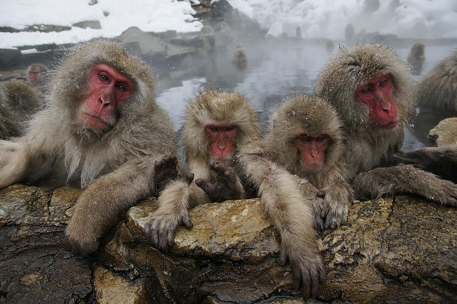 Japanese Macaque Group In Hot Spring Photograph by Hiroya Minakuchi