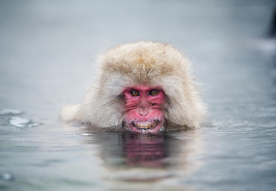 Japanese Macaque In A Hot Spring Photograph by Dr P. Marazzi