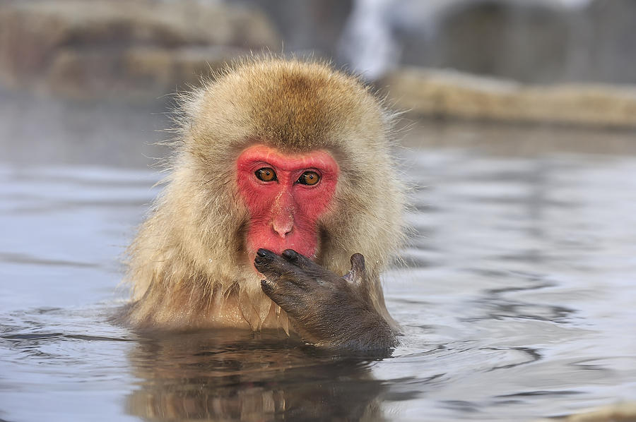 Japanese Macaque In Hot Spring Photograph by Thomas Marent