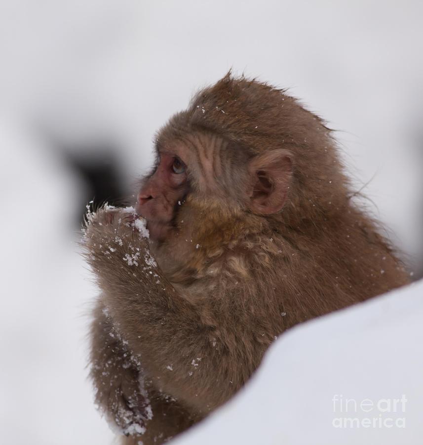 Japanese Macaque in Jigokudani Monkey Park 1 Photograph by Natural Focal Point Photography