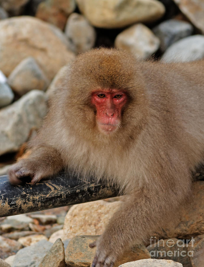 Japanese Macaque in Jigokudani Photograph by Natural Focal Point Photography