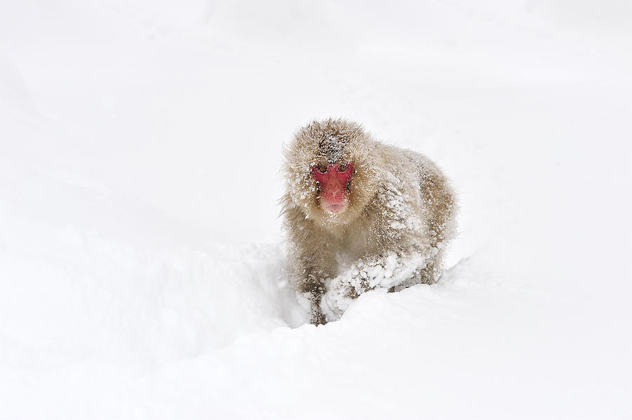Japanese Macaque In Snow Jigokudani Photograph by Thomas Marent Japanese Macaque In Snow Jigokudani Photograph by Thomas Marent