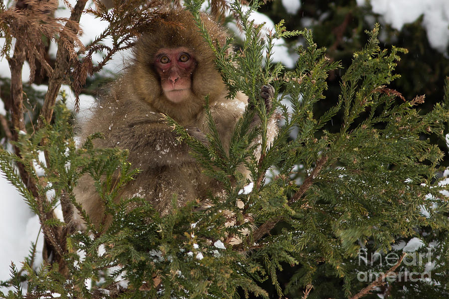 Japanese Macaque in the Trees in Yamanouchi Japan Photograph by Natural Focal Point Photography