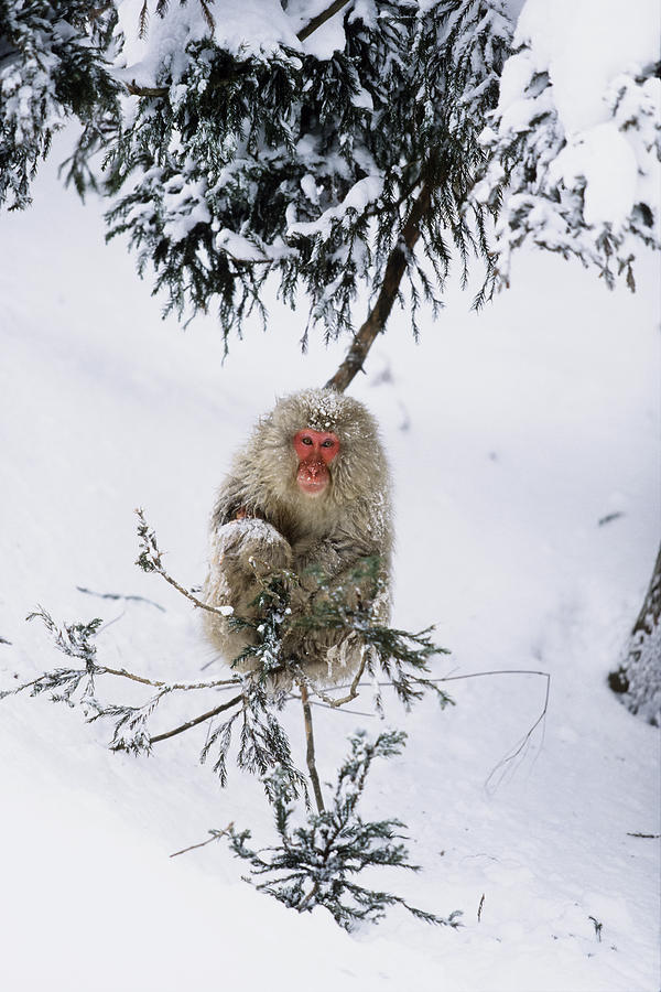 Japanese Macaque In Winter Japanese Alps Photograph by Konrad Wothe