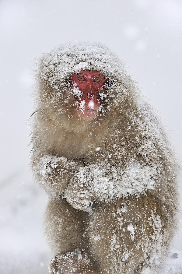 Japanese Macaque In Winter Jigokudani Photograph by Thomas Marent