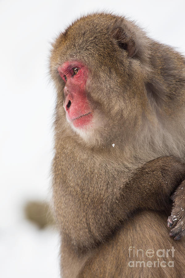 Japanese Macaque in Yamanouchi Photograph by Natural Focal Point Photography