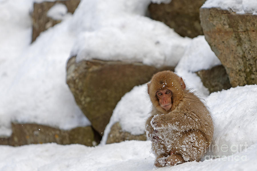 Japanese Macaque Juvenile  Photograph by Natural Focal Point Photography