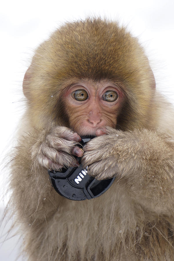Japanese Macaque Juvenile Playing Photograph by Hiroya Minakuchi