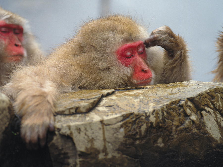 Japanese macaque (Macaca fuscata) in hot spring, Nagano Prefecture, Japan Photograph by GYRO PHOTOGRAPHY/amanaimagesRF