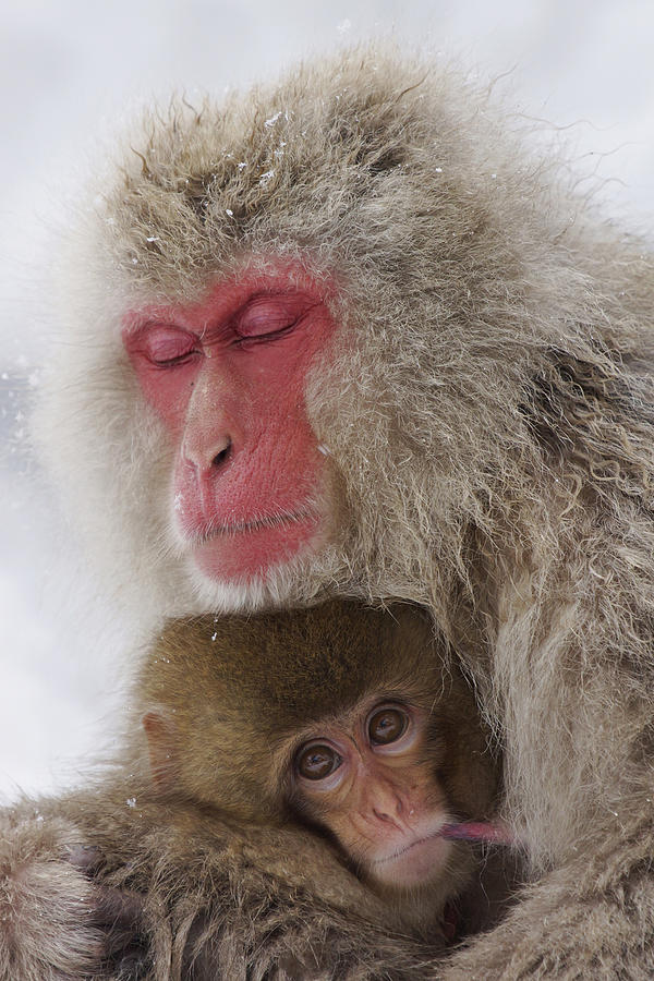 Japanese Macaque Mother And Baby Photograph by Hiroya Minakuchi