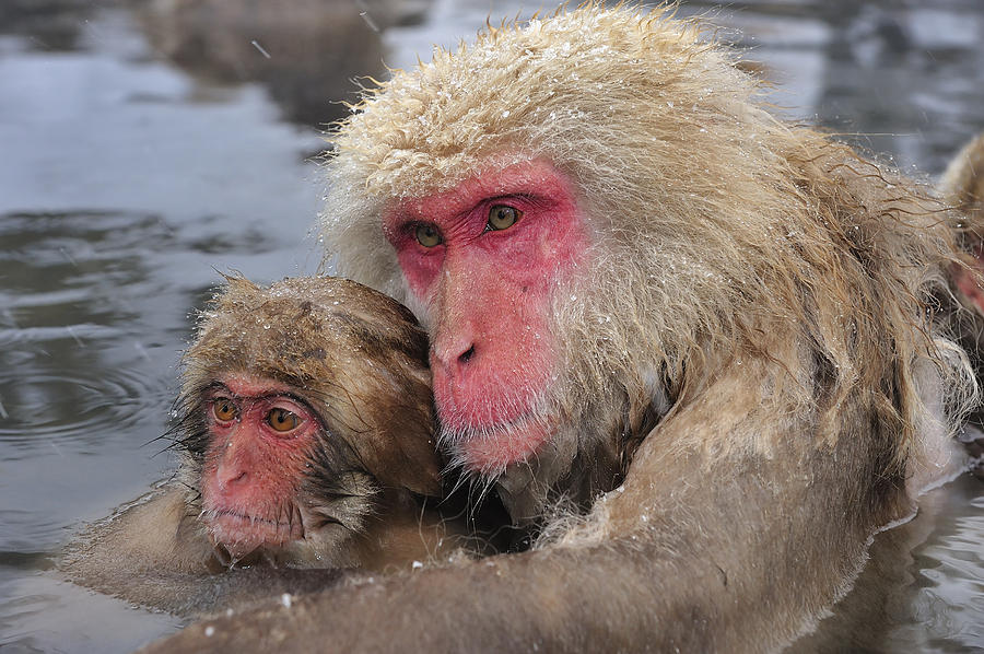 Japanese Macaque Mother And Young Photograph by Thomas Marent