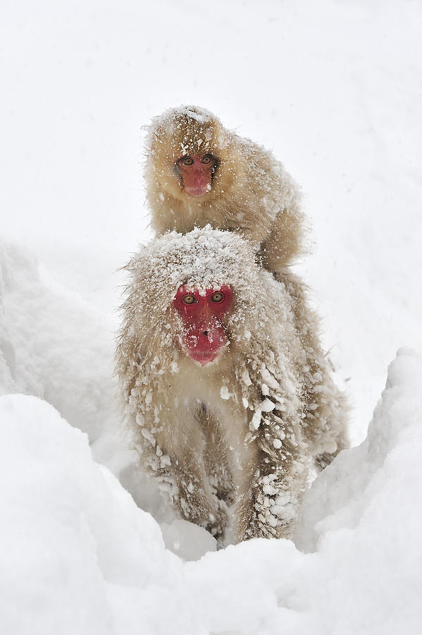 Japanese Macaque Mother Carrying Baby Photograph by Thomas Marent