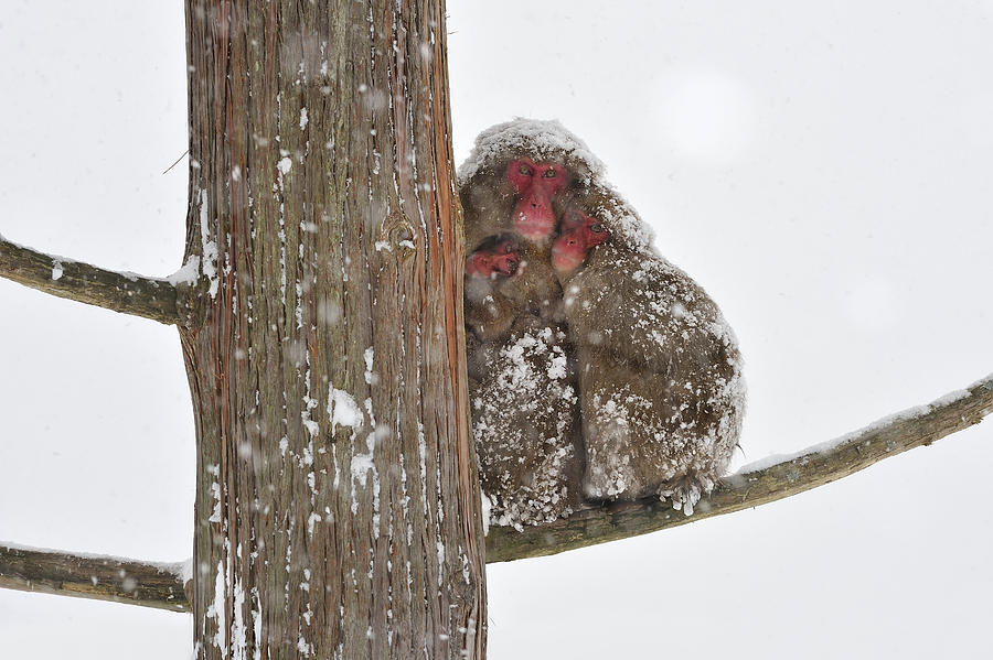 Japanese Macaque Mother With Young Photograph by Thomas Marent