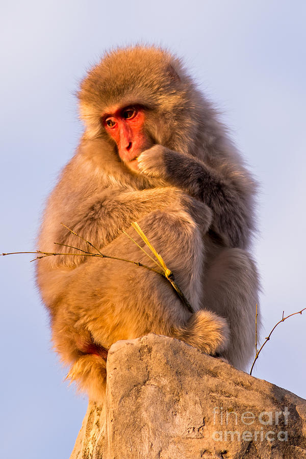 Japanese Macaque Photograph by Natural Focal Point Photography