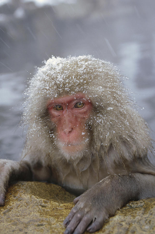Japanese Macaque Soaking Japan Photograph by Konrad Wothe