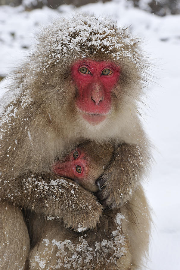 Japanese Macaque Warming Baby Photograph by Thomas Marent