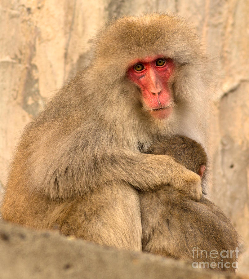 Japanese Macaque with Baby Photograph by Natural Focal Point Photography