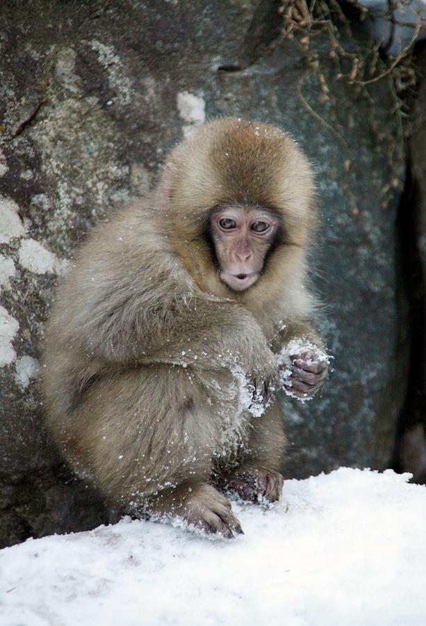 Japanese Macaque Young Photograph by Andy Crump