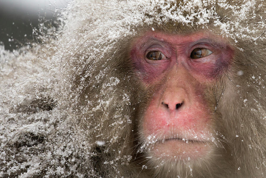 Japanese Macaques At Jigokudani Photograph by Tomohiro Ohsumi