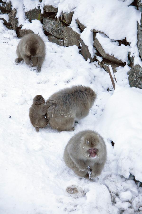 Winter Photograph - Japanese Macaques Foraging by Andy Crump