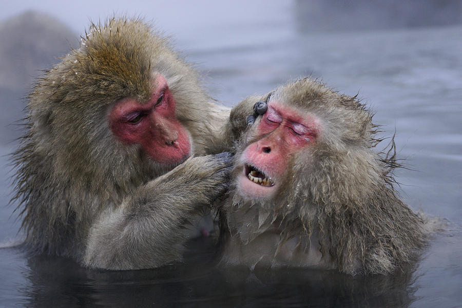Japanese Macaques Grooming In Hot Photograph by Hiroya Minakuchi