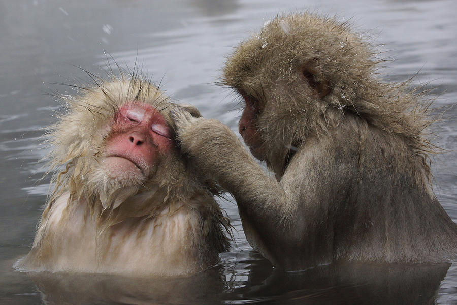 Japanese Macaques Grooming In Hot Spring Photograph by Hiroya Minakuchi