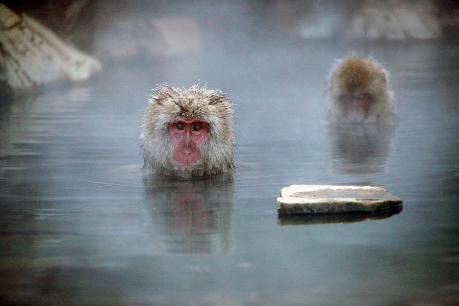 Japanese Macaques In A Hot Spring Photograph by Andy Crump