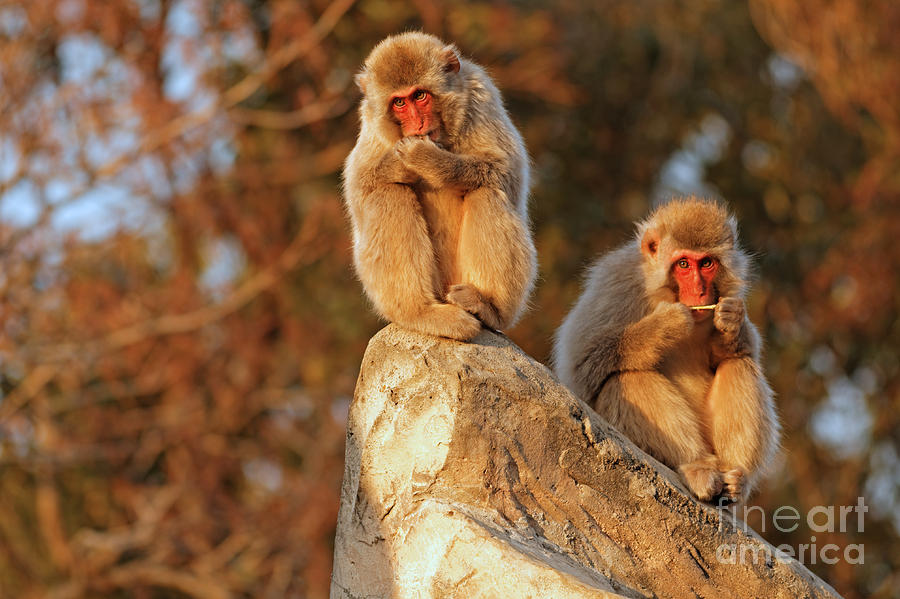 Japanese Macaques in the Tokyo Zoo Photograph by Natural Focal Point Photography