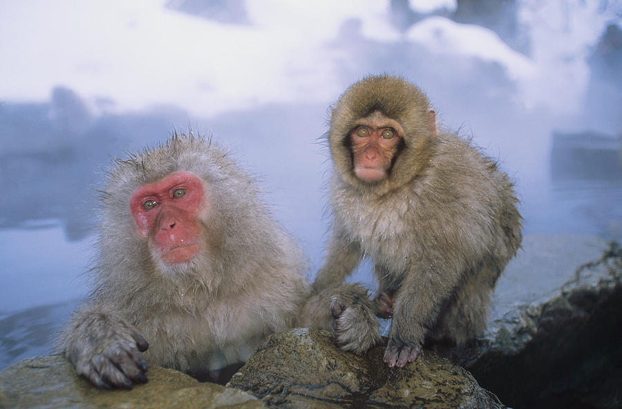 Japanese Macaques Soaking Japanese Alps Photograph by Konrad Wothe