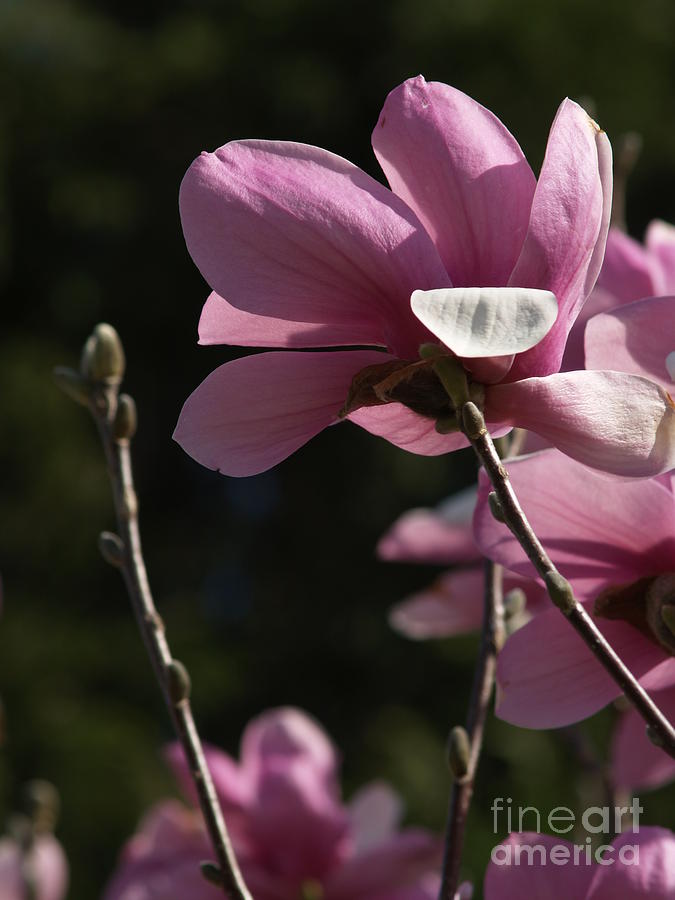 Japanese Magnolia and Bud Photograph by Anna Lisa Yoder