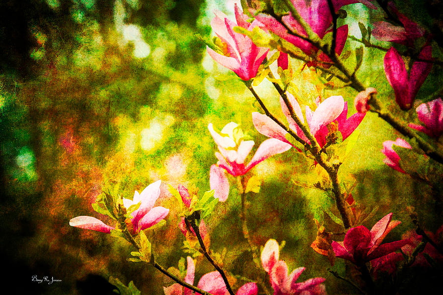 Japanese Magnolia Photograph by Barry Jones