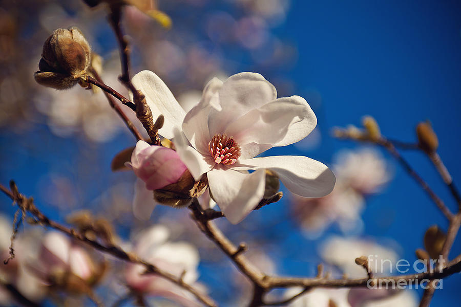 Magnolia Movie Photograph - Japanese Magnolia by Joan McCool