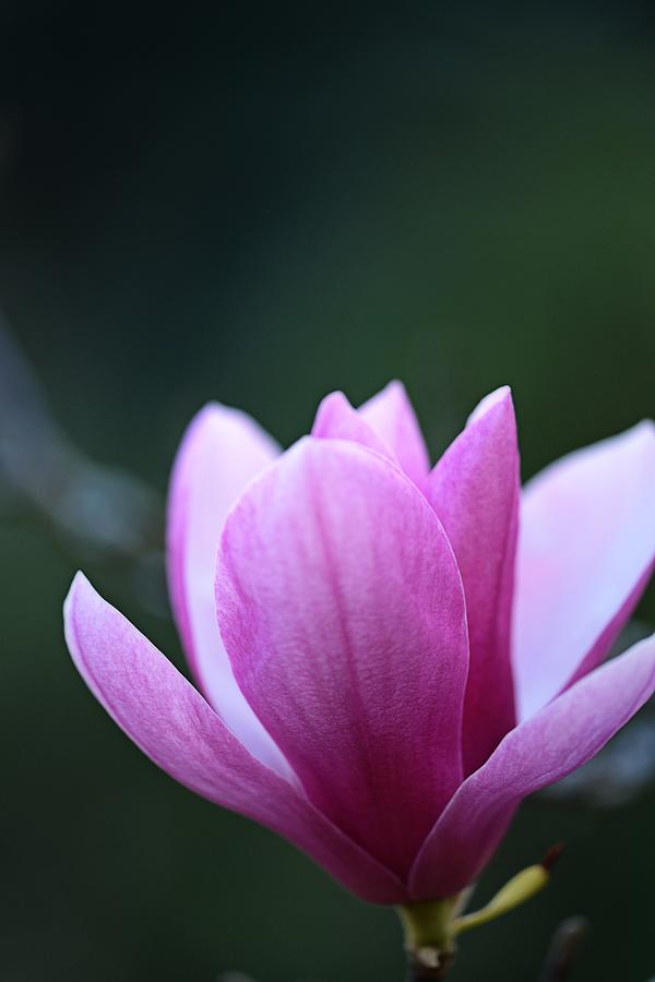 Japanese Magnolia Photograph by Keith Gondron