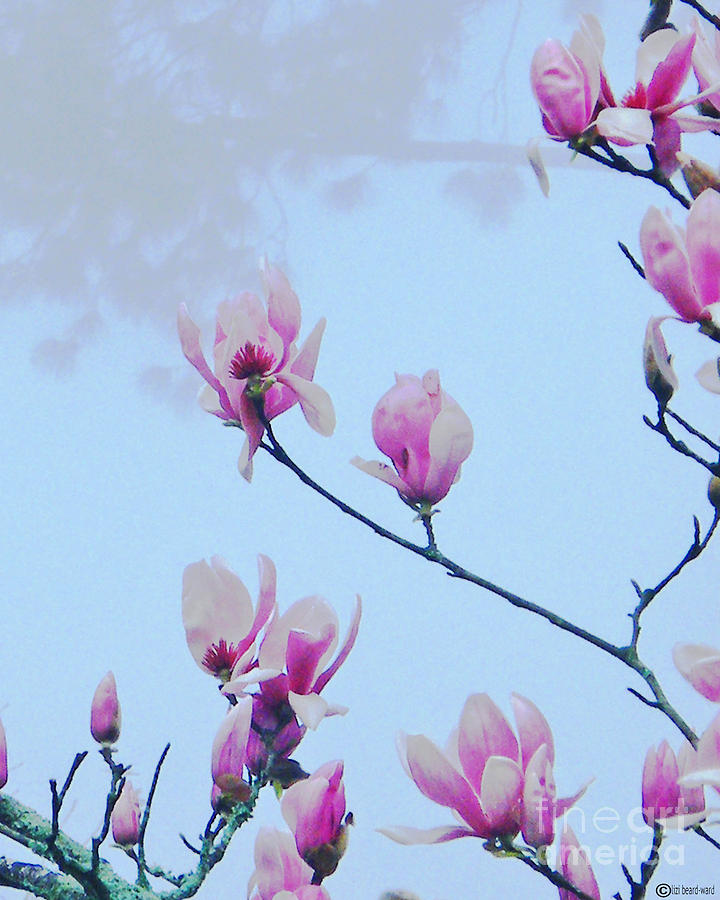 Japanese Magnolia Digital Art by Lizi Beard-Ward