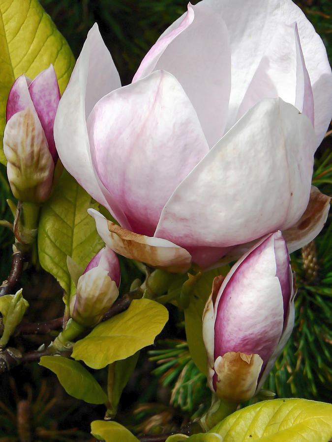 Japanese Magnolia  Photograph by Pamela Patch