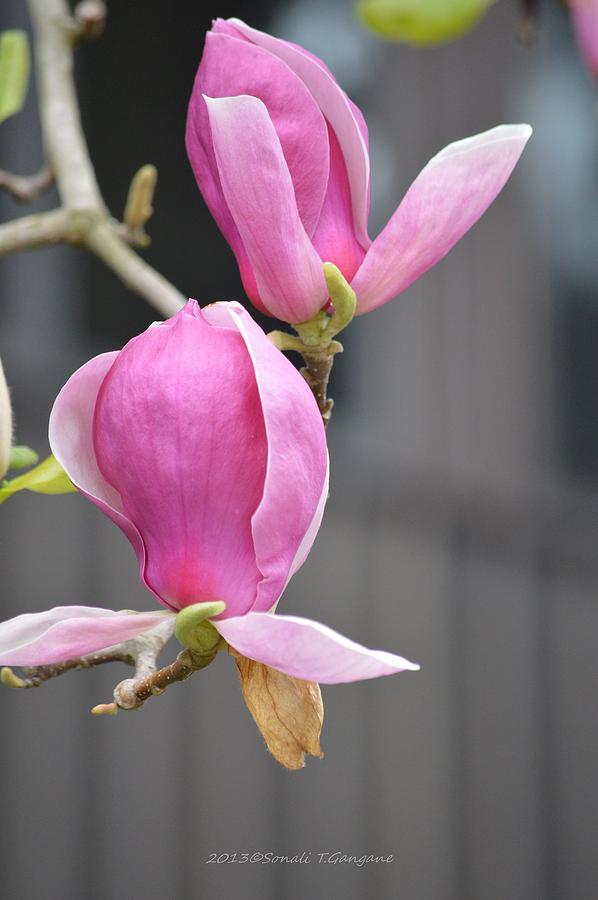 Japanese Magnolia Photograph by Sonali Gangane