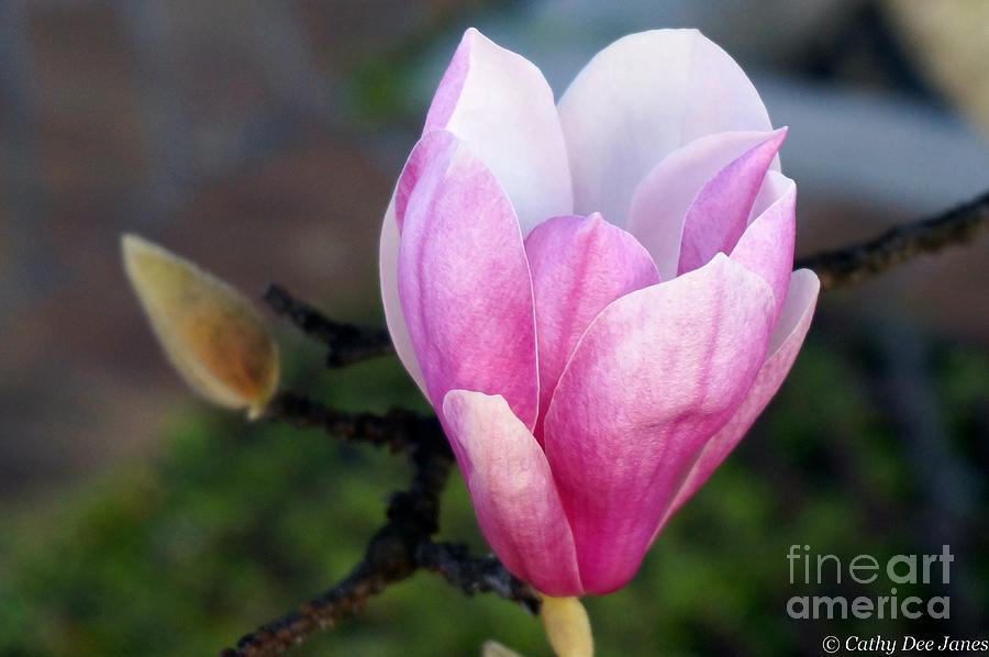 Japanese Magnolia Study One Photograph by Cathy Dee Janes