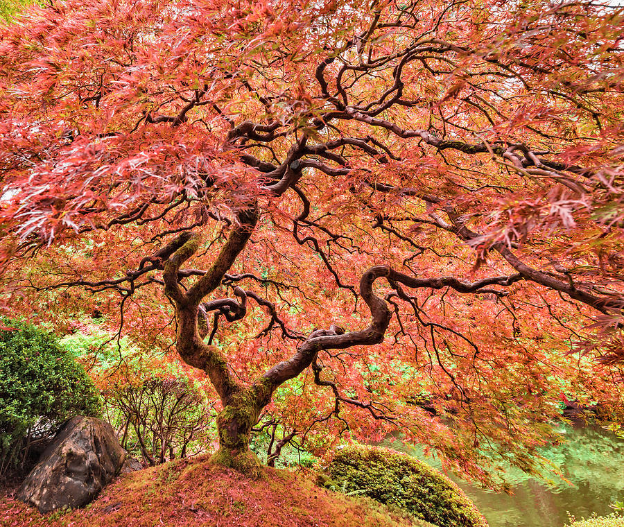 Japanese Maple Acer Palmatum With Fall Photograph by David Madison