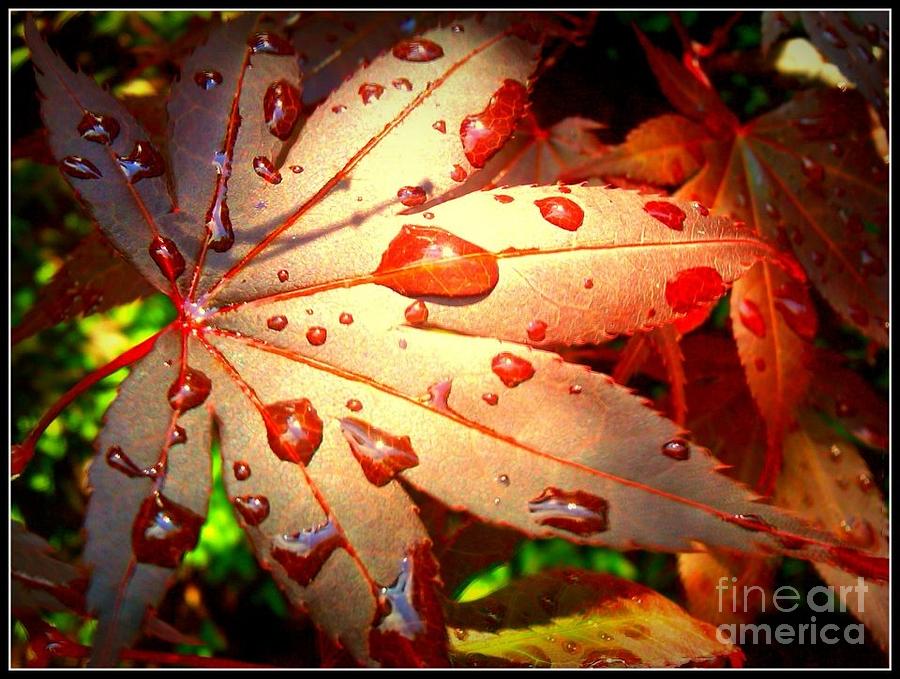 Japanese Maple After Rain Photograph by Beth Ferris Sale